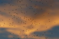 La inteligencia artificial borra de un golpe a los mosquitos y la malaria